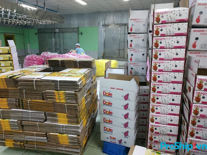 Tiêu chuẩn đánh giá thanh long đạt chuẩn xuất khẩu hiện nay