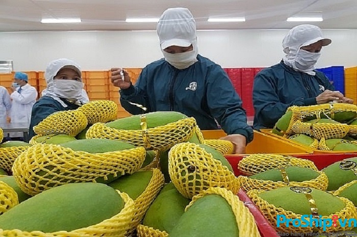 Để xuất khẩu thì xoài Việt Nam phải đạt những tiêu chuẩn nào?