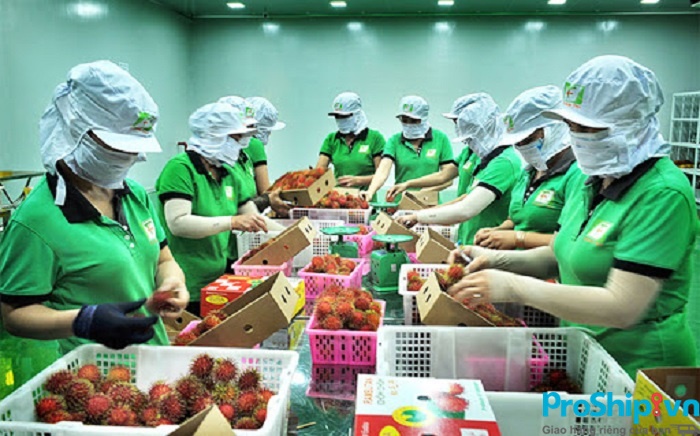 Tiêu chuẩn xuất khẩu chôm chôm sang thị trường các nước hiện nay
