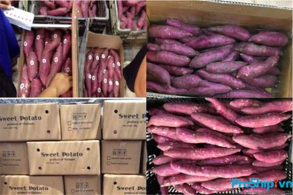 Tiêu chuẩn cụ thể để có thể xuất khẩu khoai lang sang Trung Quốc 
