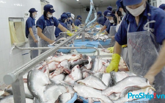 Cá tra xuất khẩu sang Trung Quốc phải đáp ứng tiêu chuẩn gì?