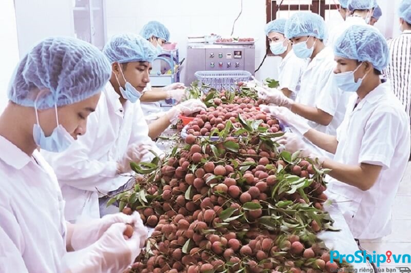 Tiêu chuẩn xuất khẩu quả vải tươi sang các thị trường các nước hiện nay