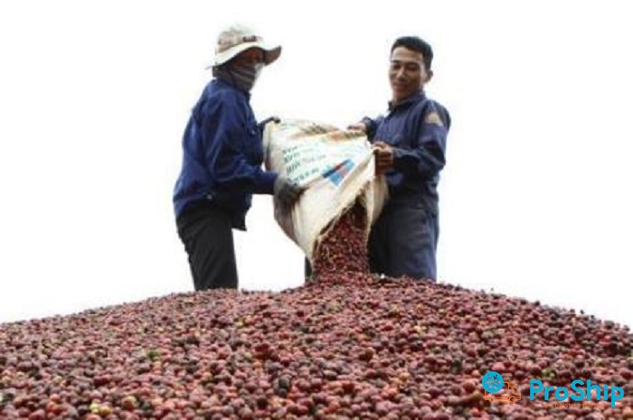 Nhận vận chuyển hồ tiêu số lượng lớn với giá thành hấp dẫn