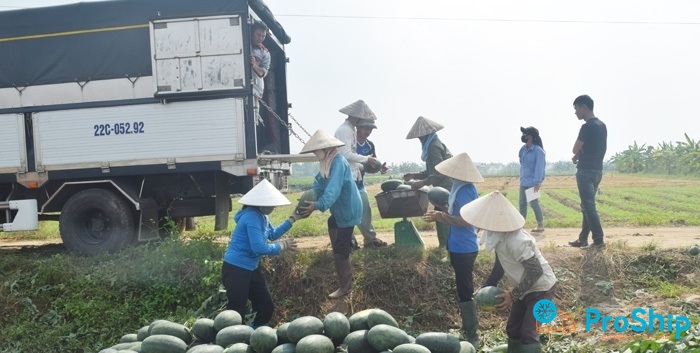 Proship.vn cung cấp xe chở Dưa Hấu Bắc Nam giá tốt
